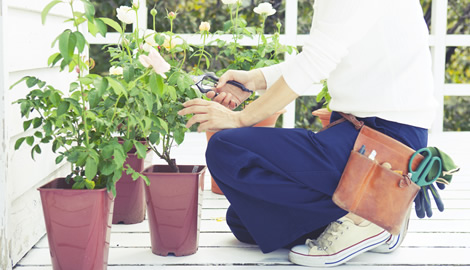 バラの月別のお手入れ