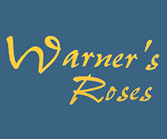 ¥Ð¥éÉĥ¥Ê¡¼¥º¥í¡¼¥¼¥¹ Warner's Roses